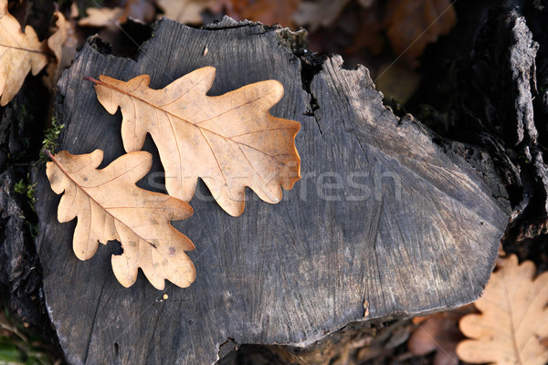 Oak Leaves Stock photo © cosma