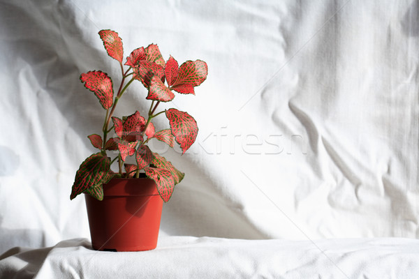 Potted Plant Stock photo © cosma
