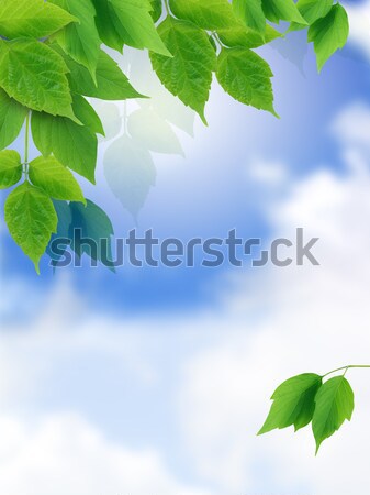 Stock photo: Green Leaves Border