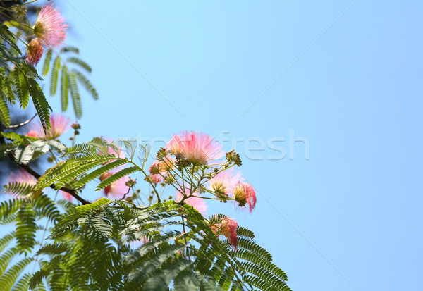 Pink Silk Tree Stock photo © cosma