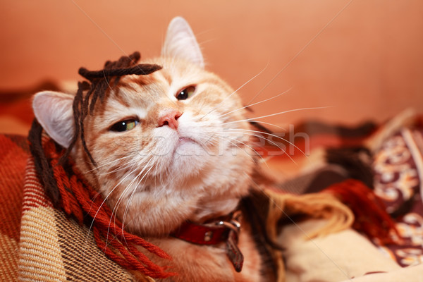 Ginger Domestic Cat Stock photo © cosma