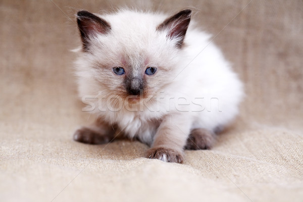 Kitty pânză nice mic alb copil Imagine de stoc © cosma