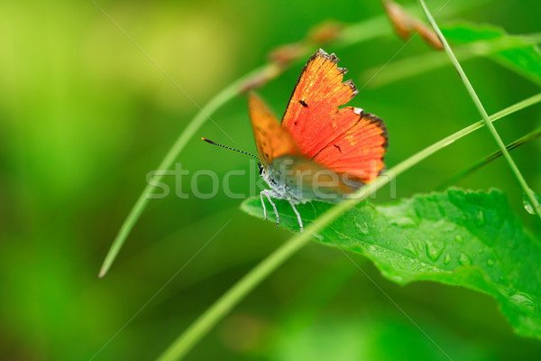 Kelebek çim güzel küçük kırmızı yeşil ot Stok fotoğraf © cosma