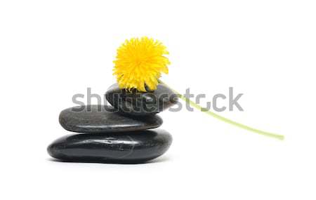 Balancing Dandelion Stock photo © cosma