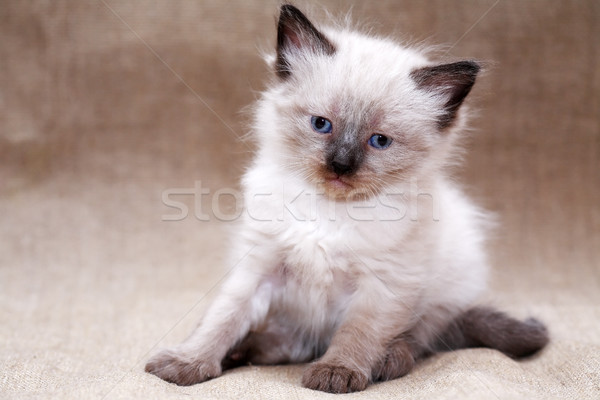 Cica vászon szép kicsi szürke arc Stock fotó © cosma