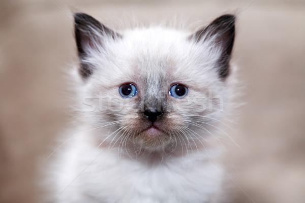 Koteczek portret nice mały biały Zdjęcia stock © cosma