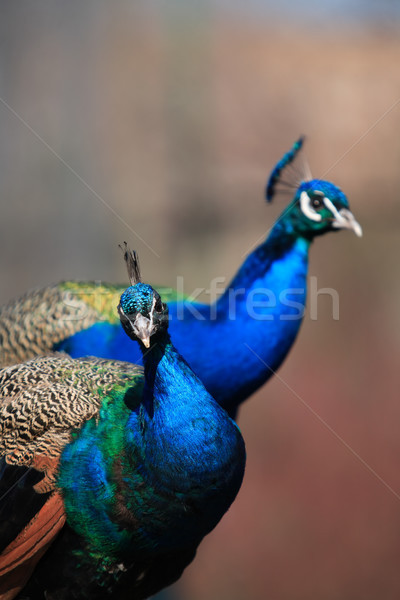 Foto stock: Curiosidade · retrato · par · belo · escuro