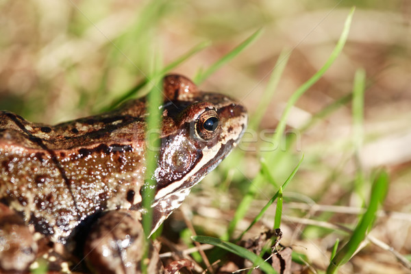 Frog In Grass Stock photo © cosma