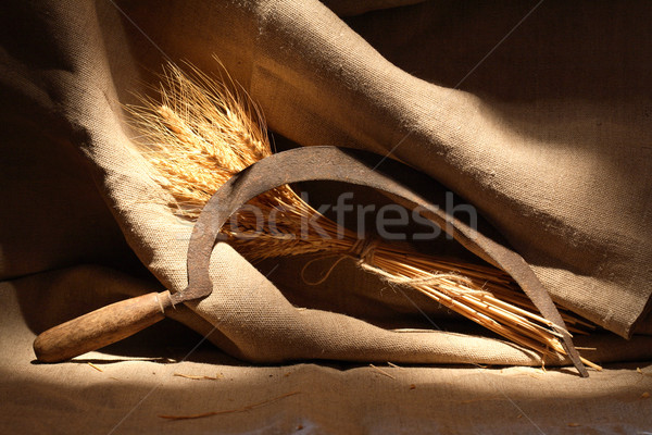 Sickle And Wheat Stock photo © cosma