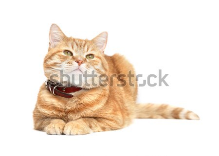 Ginger Cat Stock photo © cosma