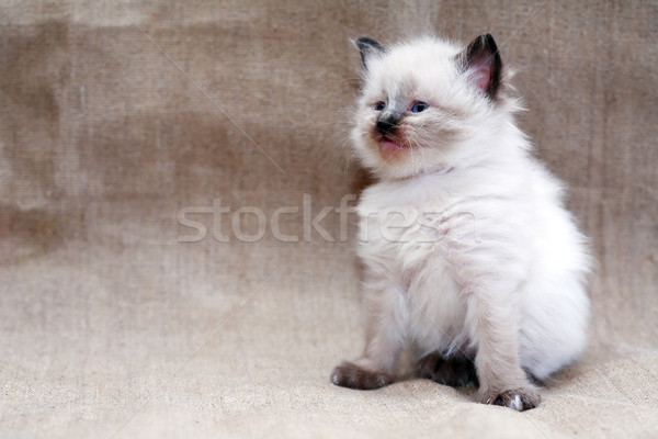 貓咪 帆布 尼斯 小 灰色 面對 商業照片 © cosma