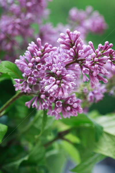 ストックフォト: ライラック · 紫色 · 小枝 · クローズアップ · 緑の葉 · 春