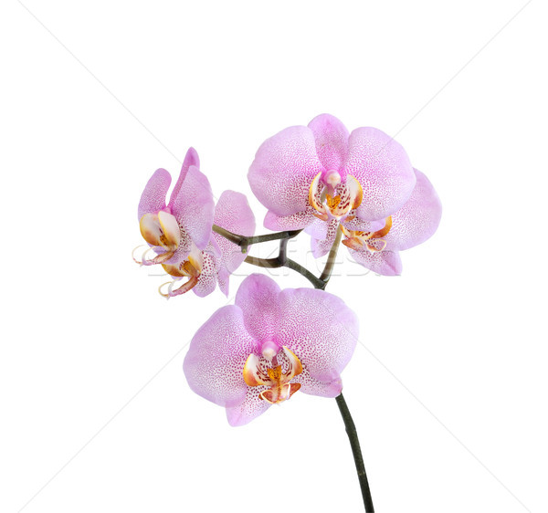 Stock photo: Purple Orchid On White