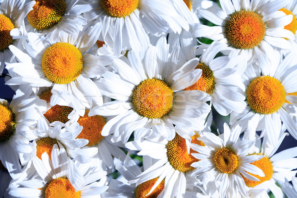 Daisies Background Stock photo © cosma