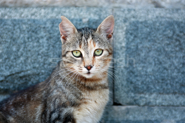 Pisică portret pisica domestica nice ochi verzi gri Imagine de stoc © cosma