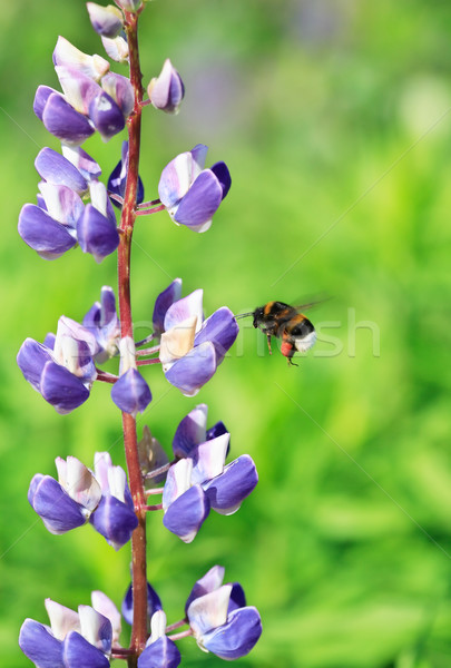 Flying Bumblebee Stock photo © cosma