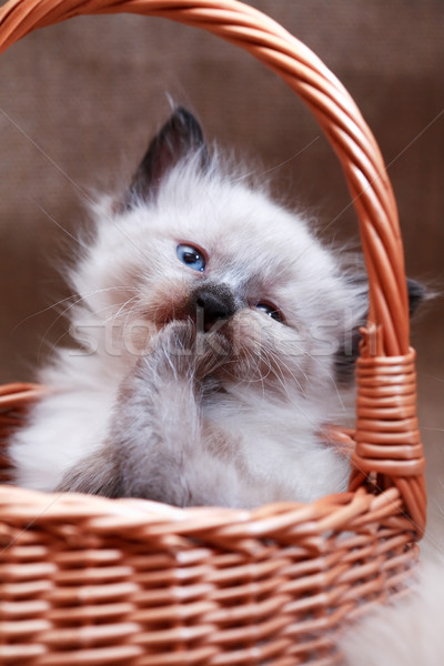 Kitty In Basket Stock photo © cosma