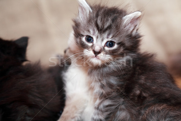Szürke cica portré közelkép szép kicsi Stock fotó © cosma