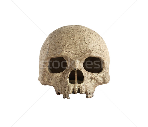 Skull On White Stock photo © cosma