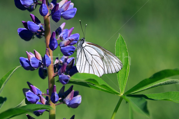 Butterfly On Flower Stock photo © cosma
