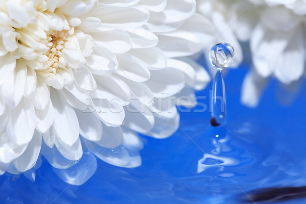 Blume Wasser Romantik weiß Chrysantheme Wasseroberfläche Stock foto © cosma