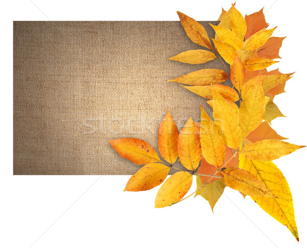 Autumn Greeting Card Stock photo © cosma