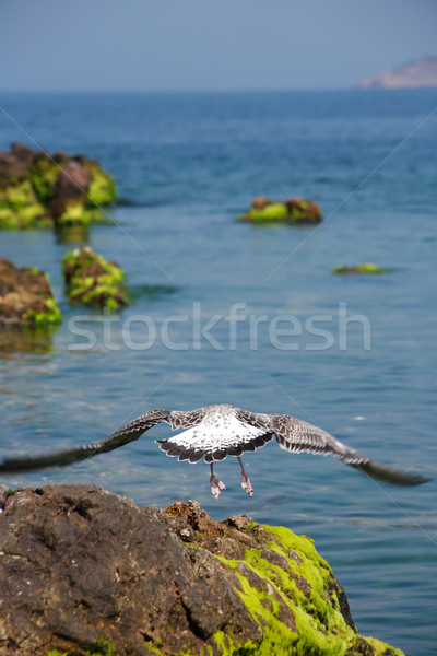 Gull Above Sea Stock photo © cosma