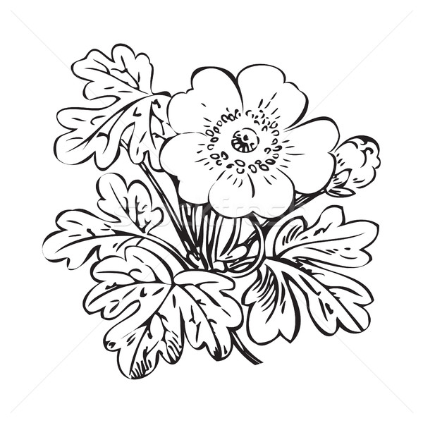 [[stock_photo]]: Floral · Bush · rétro · blanc · noir · vecteur · dessinés · à · la · main