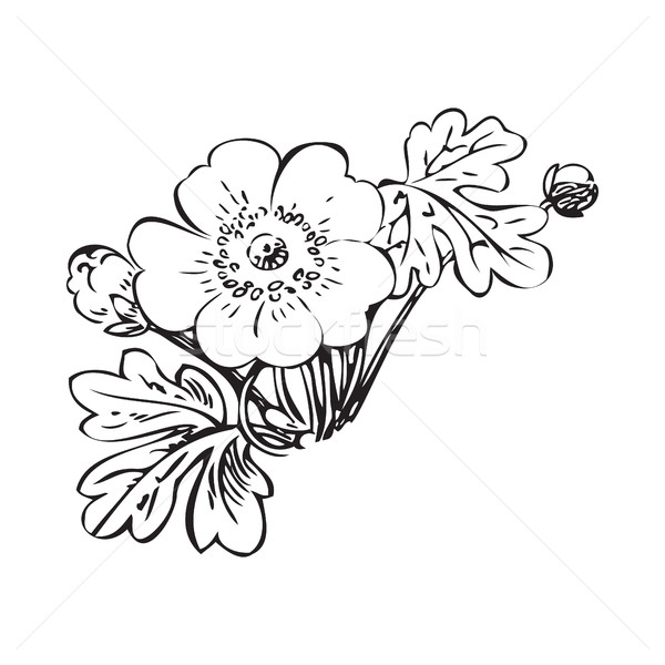 Floral bush retro black on white background vector, hand drawn d Stock photo © cosveta