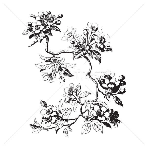Botanikus ágak levelek virágok fehér kézzel rajzolt Stock fotó © cosveta