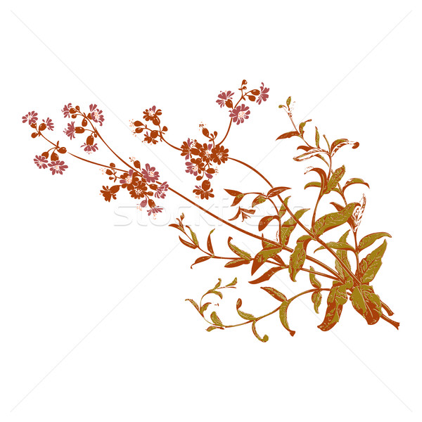 Colorful botanical hand drawn branches with flowers isolated, he Stock photo © cosveta