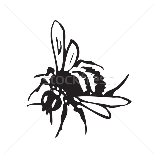 Stock photo: Vector engraving antique illustration of honey flying bee, isola