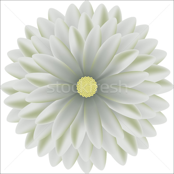 Tender chrysanthemum  round patterns realistic Stock photo © cosveta