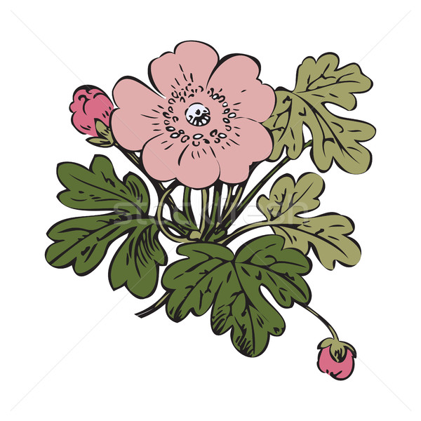 Foto stock: Floral · Bush · retro · blanco · vector · dibujado · a · mano