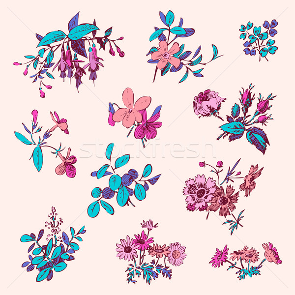 Meadow flower and leaf set vector isolated on pink, floral doodl Stock photo © cosveta
