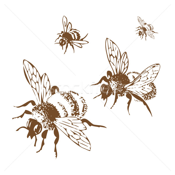 Vector engraving antique illustration of honey flying bees, isol Stock photo © cosveta