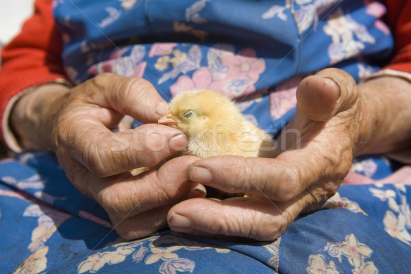 Közelkép kezek tart tyúk öreg paraszt Stock fotó © courtyardpix