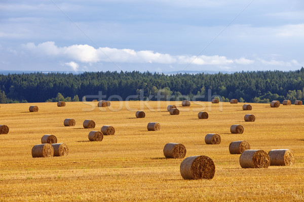 Feno República Checa céu campo fazenda Foto stock © courtyardpix