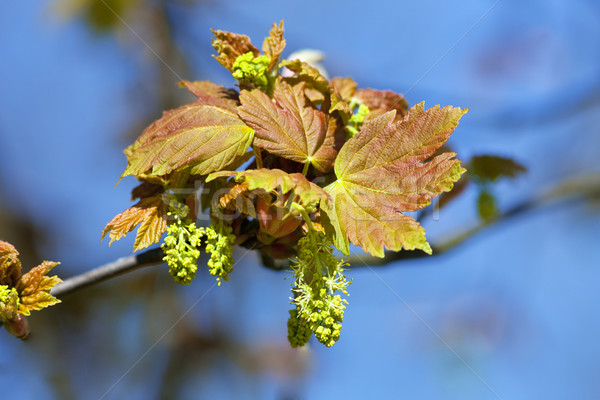 клен цветок Blossom весны Сток-фото © courtyardpix