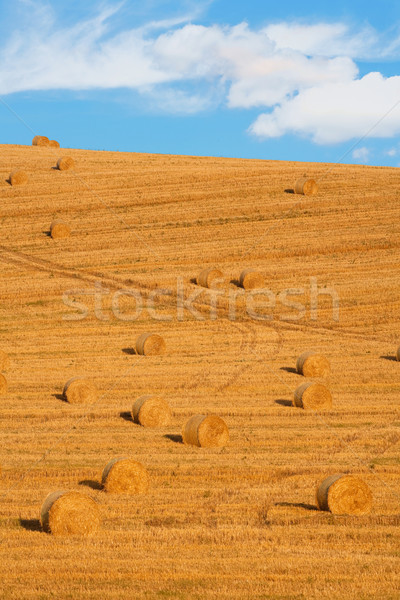 bales of hay Stock photo © courtyardpix