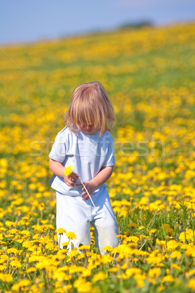 Garçon pissenlit longtemps blond cheveux [[stock_photo]] © courtyardpix