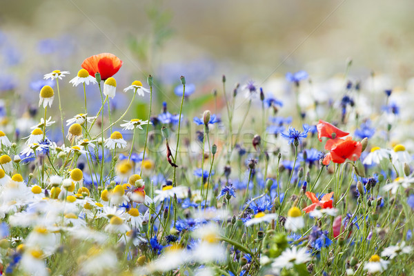 wild flowers Stock photo © courtyardpix