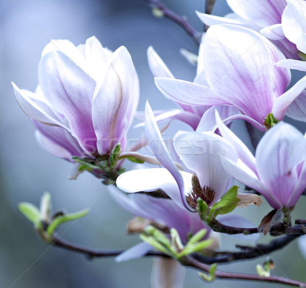 Foto d'archivio: Primo · piano · magnolia · fiore · fiore · primavera