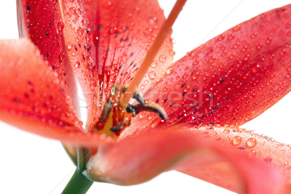 Stockfoto: Rood · lelie · waterdruppels · bloem · natuur · blad