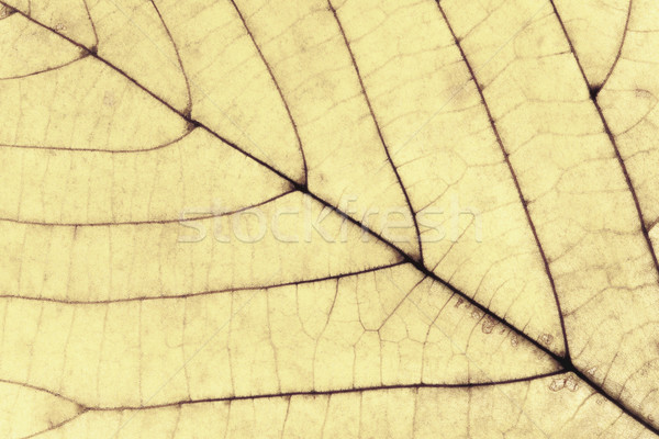 Foto stock: Extrema · primer · plano · otono · hoja · naturaleza · hojas