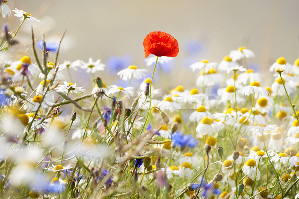 wild flowers Stock photo © courtyardpix