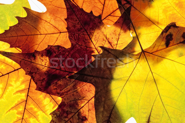 Primer plano diferente hojas de otoño árbol naturaleza hoja Foto stock © courtyardpix