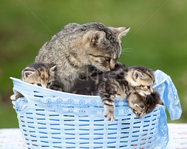 Cat and her Kittens Lying in a Basket Stock photo © courtyardpix