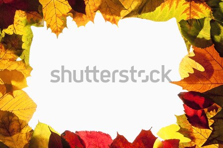 Border Frame of Colorful Autumn Leaves - Isolated on White Stock photo © courtyardpix