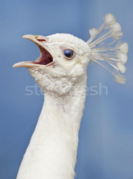 Closeup of a Head of a White Peacock  Stock photo © courtyardpix
